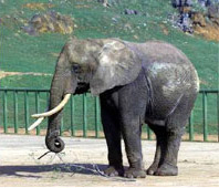 Parque de la Naturaleza de Cab&aacute;rceno